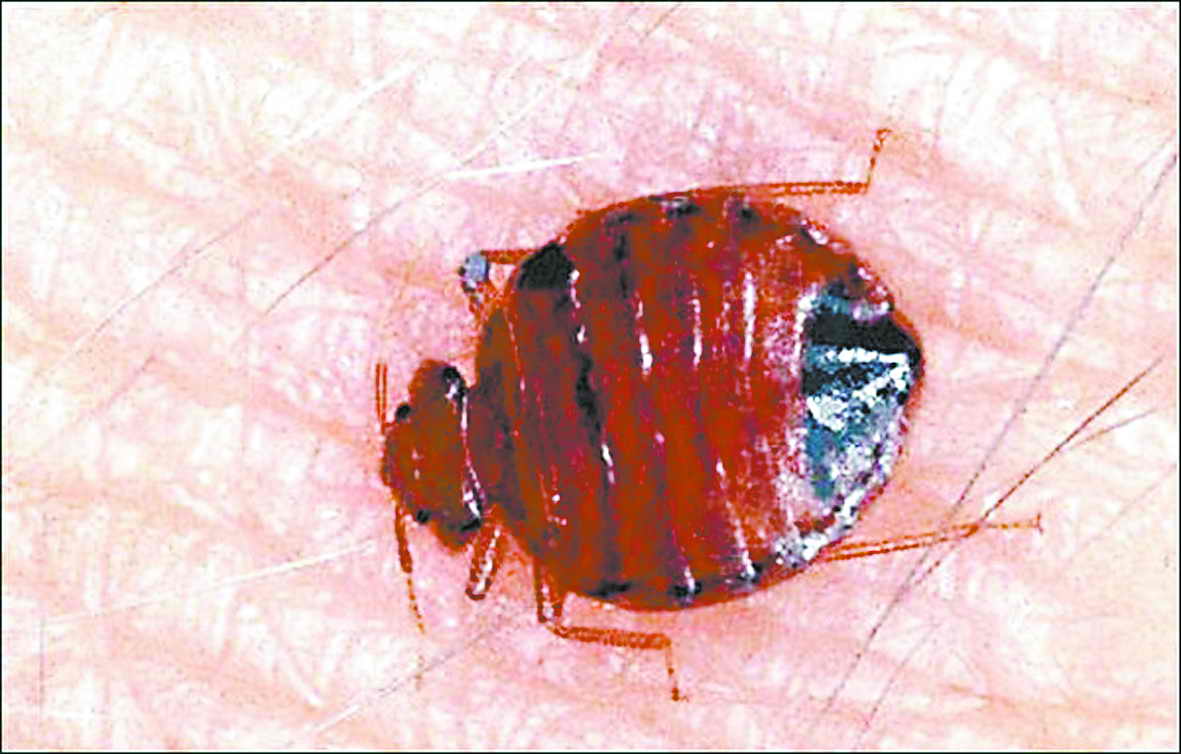  p>臭虫,又称壁虱,木虱,床虱,扁螂等.