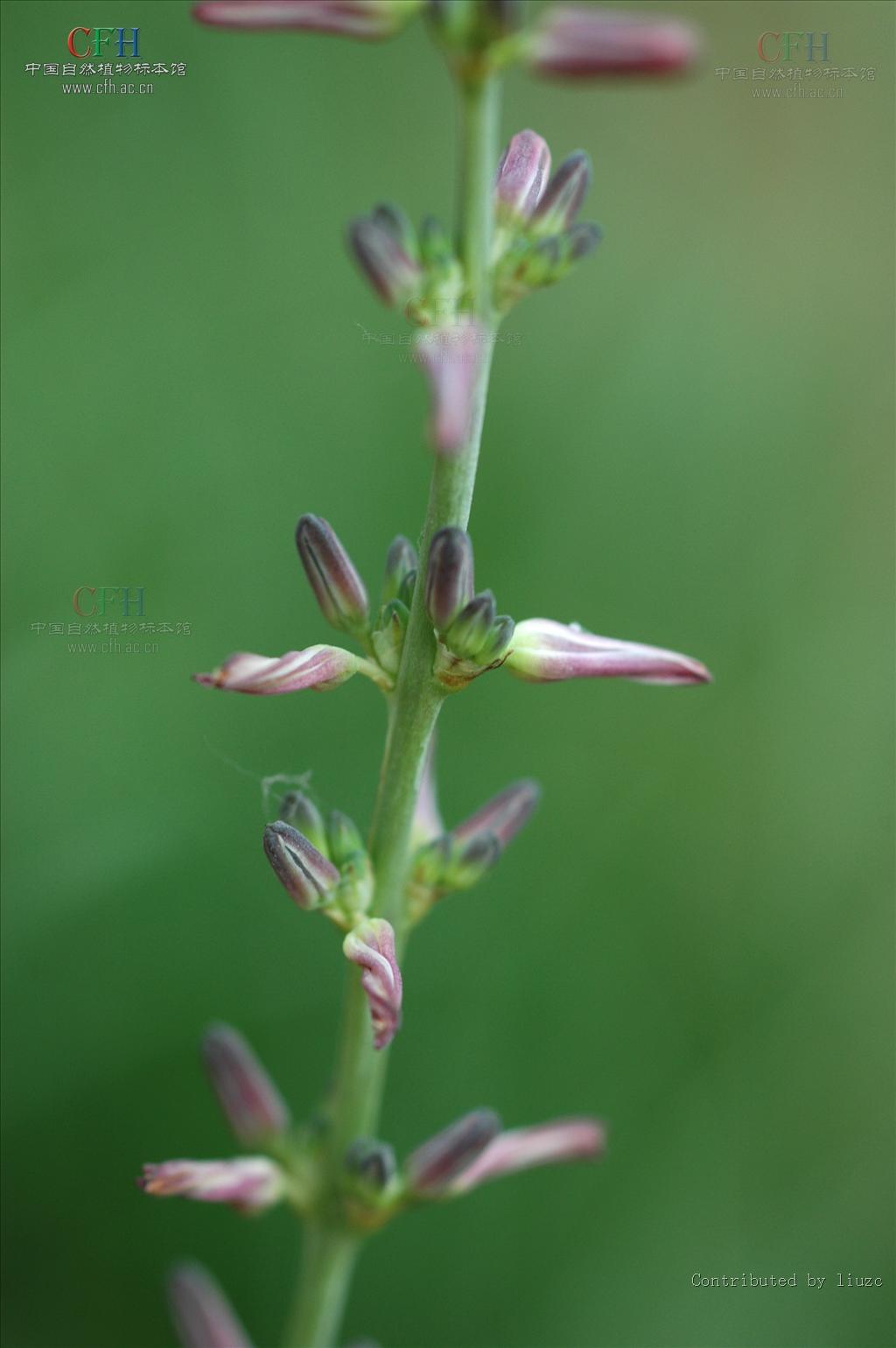  p>知母属(学名: i>anemarrhena /i> bunge)隶属于 a target="_blank"