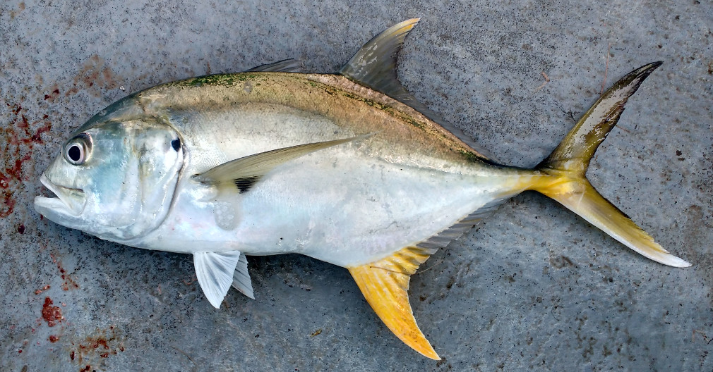  p>马鲹(学名: i>caranx hippos /i>)是鲹科,鲹属鱼类.