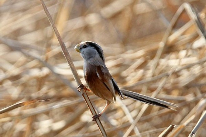  p>震旦鸦雀(学名: i>paradoxornis heudei /i>):体长20厘米,体重18