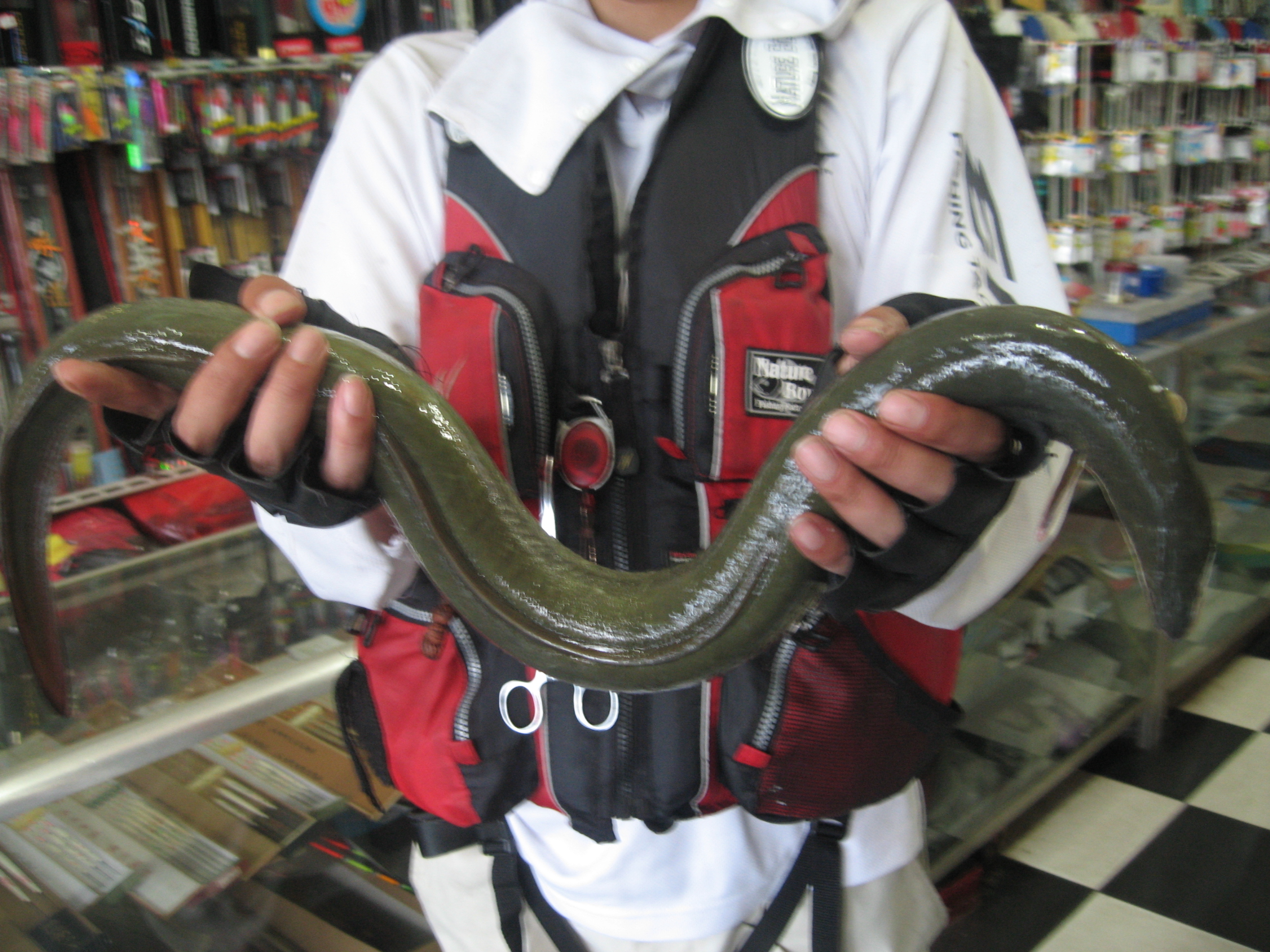  p>黑鲷(学名: i>acanthopagrus schlegelii /i>)是鲷科,黑鲷属鱼类.