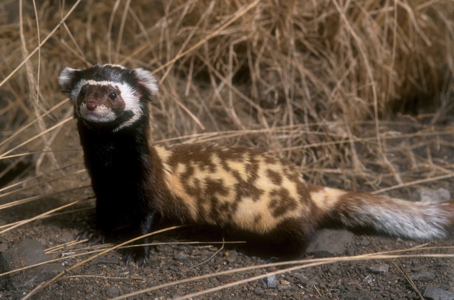  p>虎鼬(学名: i>vormela peregusna /i>),是鼬科,虎鼬属的动物.