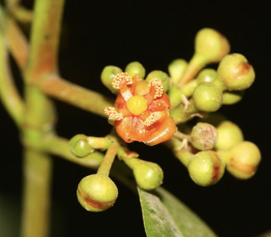 hu)是藤黄科藤黄属植物,乔木,高达20米,胸径约30厘米.