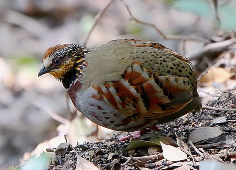 href="/item/鸟类">鸟类 /a>,系全球濒危物种,是中国东南部特有种类