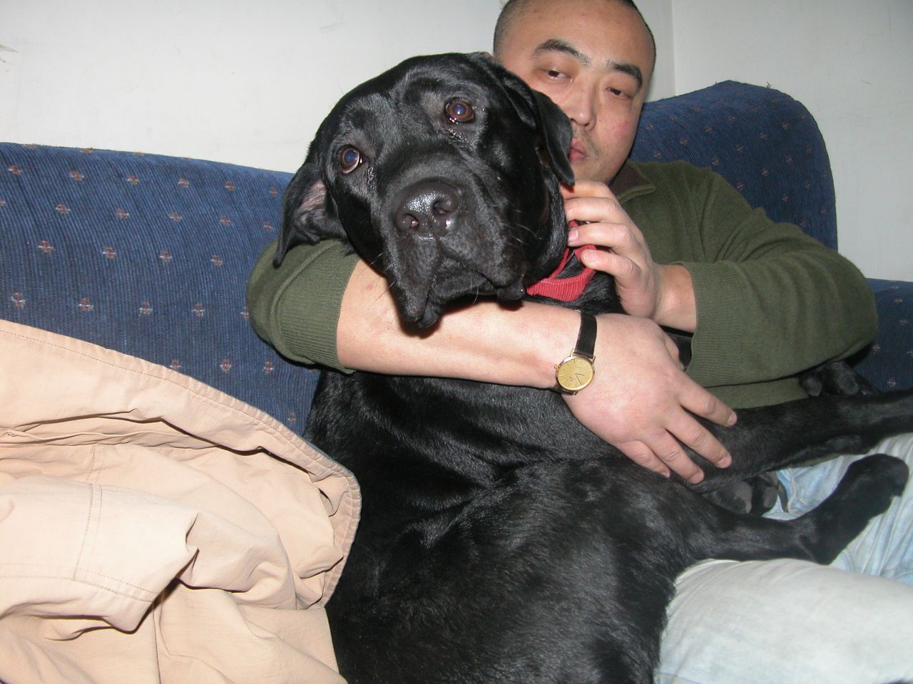 弗莱特寻回犬