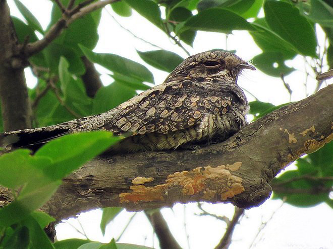  p>普通夜鹰(学名: i>caprimulgus indicus /i>):体长约270毫米,翅长
