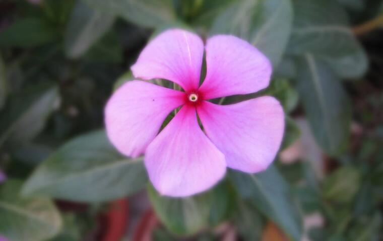  p>五叶莓,蔷薇科植物属植物,主要分布在山坡或湿地. /p>