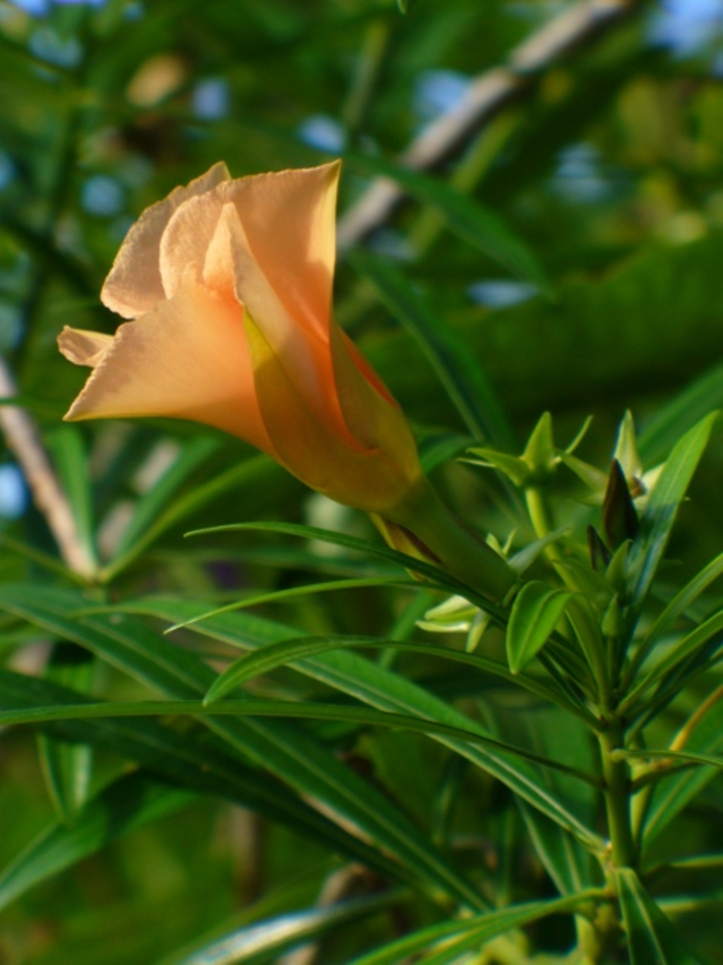  p>红酒杯花( t. peruviana),花冠红色. /p>