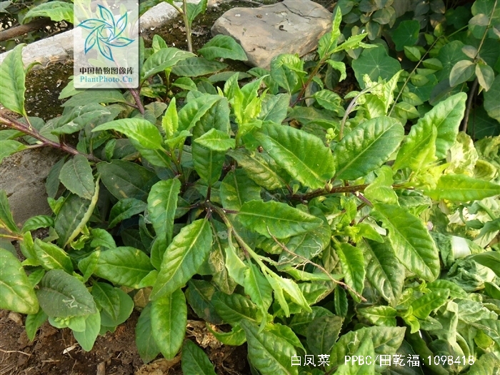  p>白凤菜(学名: i>gynura formosana /i> kitam.