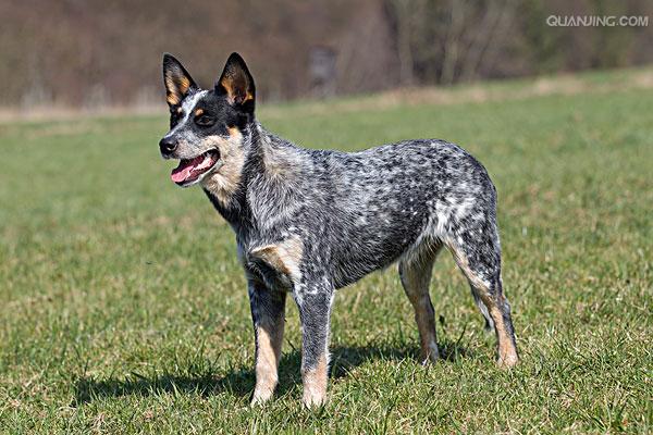  p>澳洲牧牛犬,别名又叫做昆士蓝赫勒犬(australianqueensland heeler
