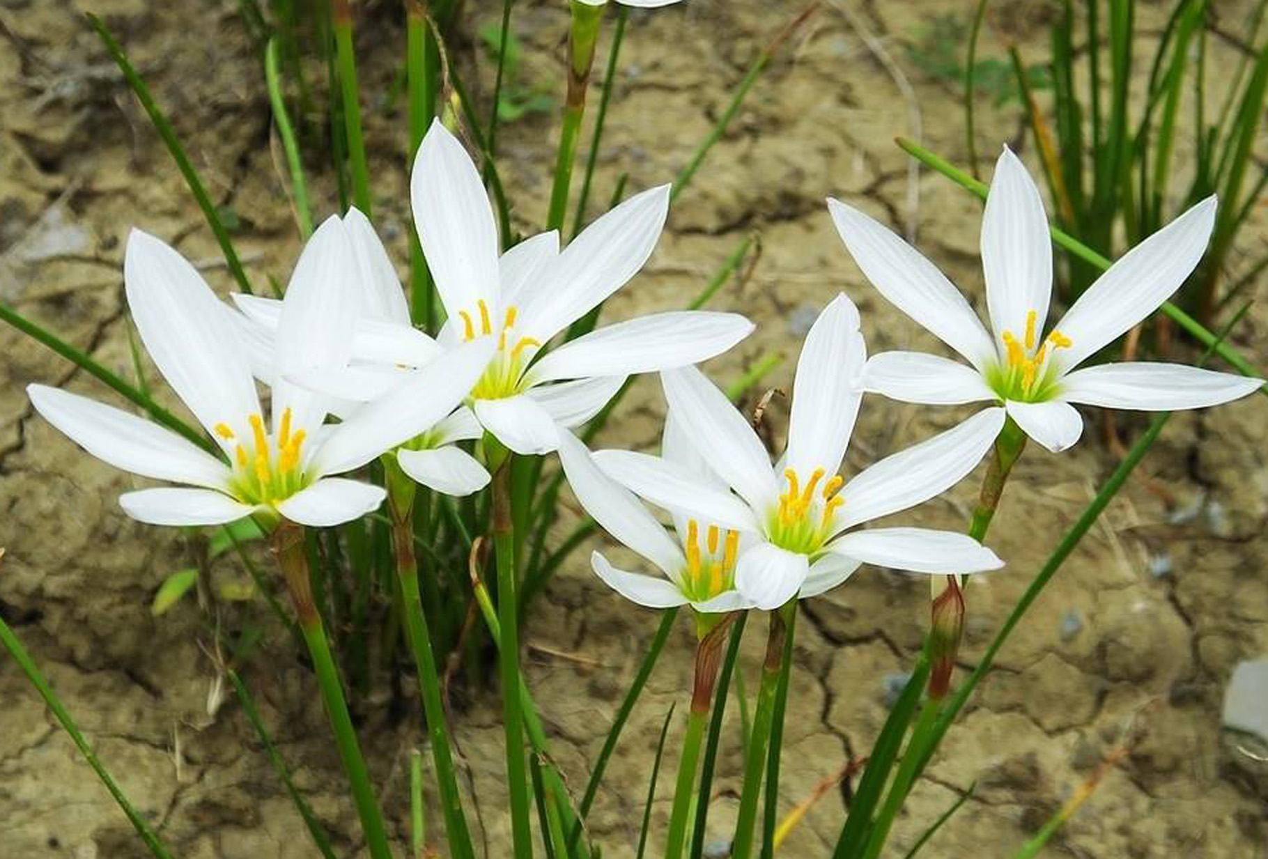 是石蒜科葱莲属植物.