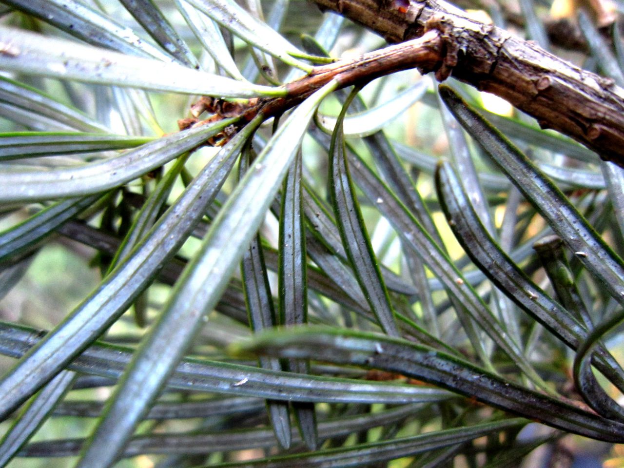  p>银杉属,只有 a href="#" data-lemmaid="362916">银杉 /a>c.