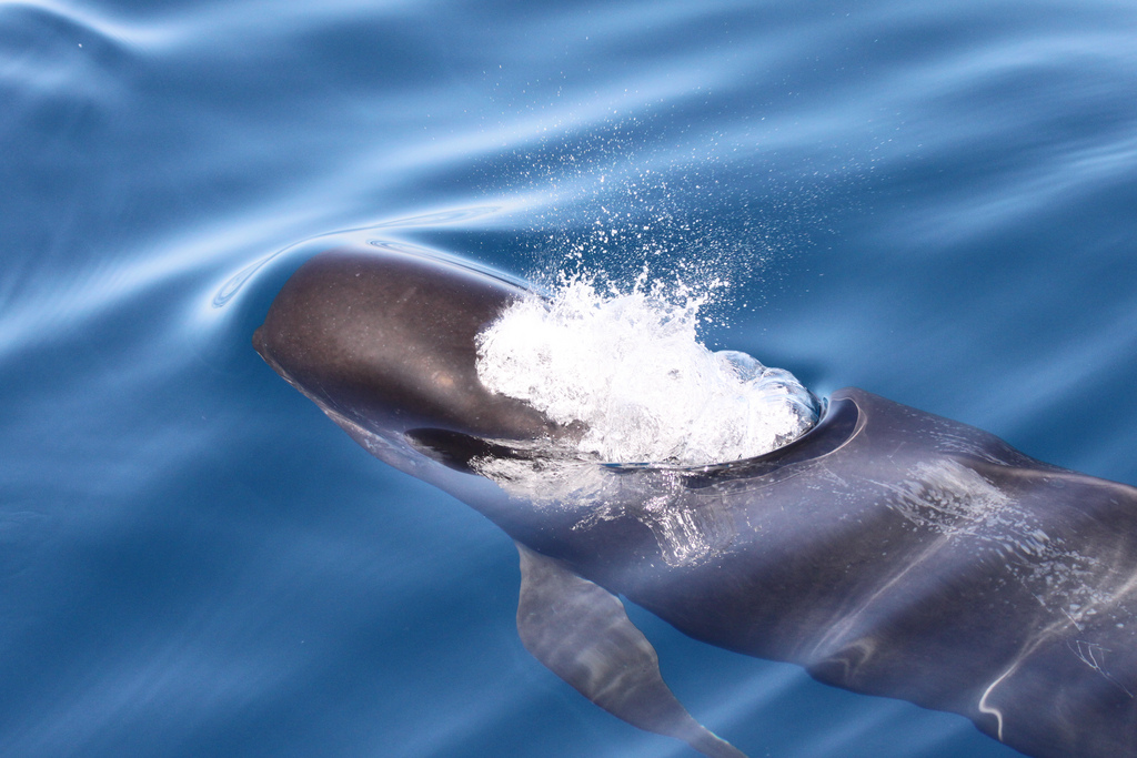 long-finned pilot whale