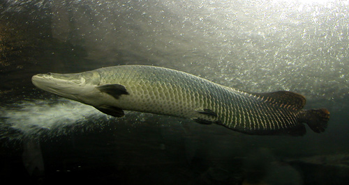 p>巨骨舌鱼(学名: i>arapaima gigas /i>):是辐鳍鱼纲,骨舌鱼目,巨骨