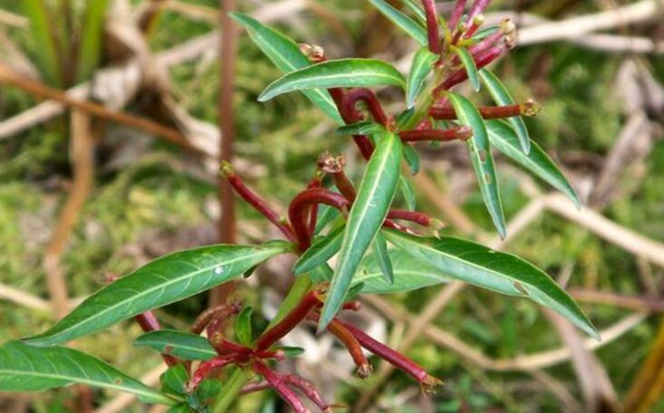  p> a href="#" data-lemmaid="7018313">假柳叶菜 /a>(学名:ludwigia