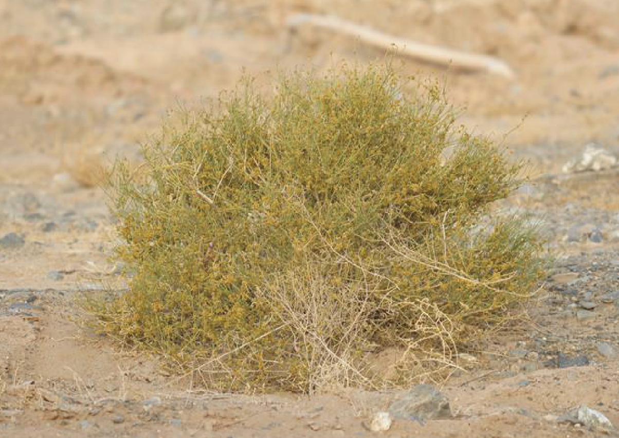  i>ephedra przewalskii /i> stapf)是麻黄科麻黄属植物,灌木,高50