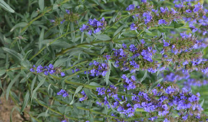  p>神香草属( a target="_blank" href="/item/学名/8074290" data