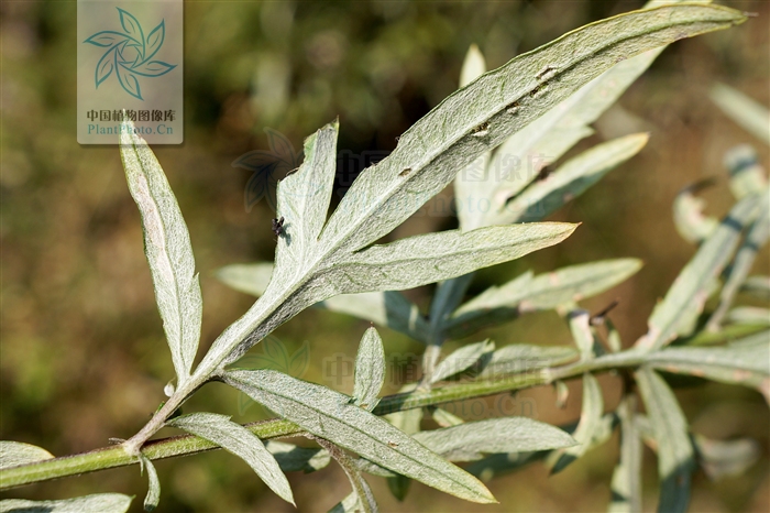 artemisia verlotorum