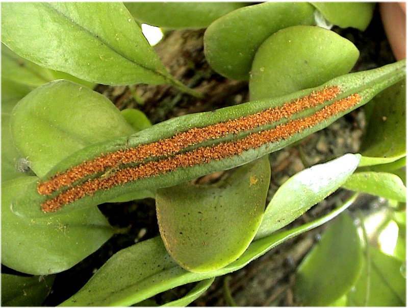  p>孢子囊是植物或真菌制造并容纳 a target="_bl