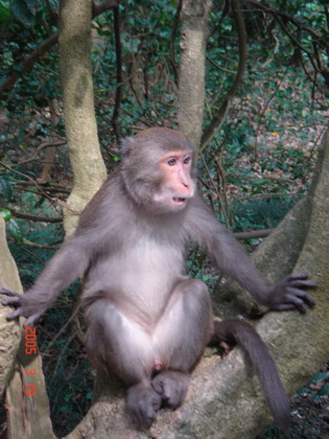 macaca cyclopis
