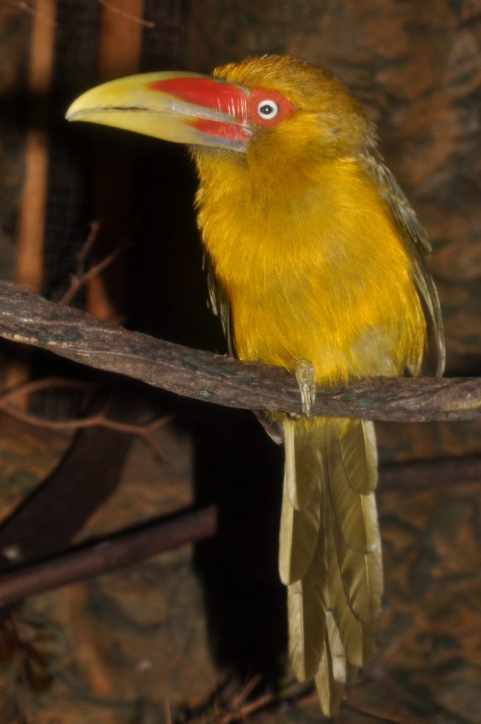  p>橘黄巨嘴鸟(学名: i>pteroglossus bailloni) /i>是一种中型 a