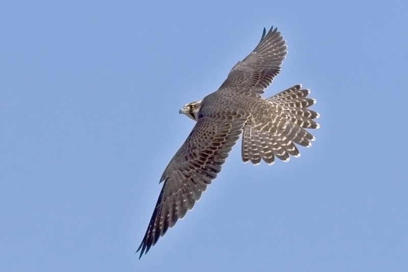  p>矛隼(学名: i>falco rusticolus /i>):是隼科的一种,体长60厘米