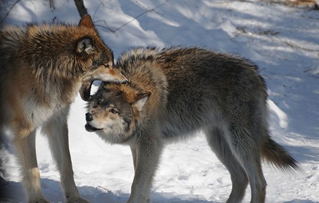  p>大平原狼(学名: i>canis lupus nubilus /i>)是灰狼的 a target="