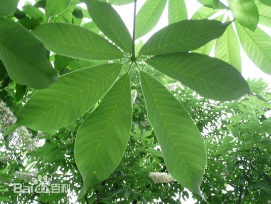 观赏植物（用以观赏的植物）_百度百科