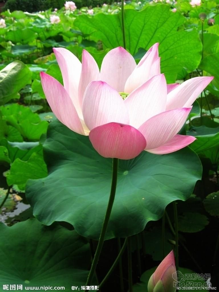  p>中国十大名花分别是:花中之魁— b> a target="_blank" href="