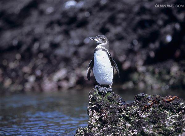 加拉帕戈斯企鹅