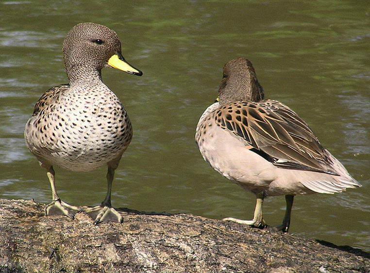  p>斑头鸭(学名: i>anas flavirostris /i>)属鸭科鸭属中型 a href="