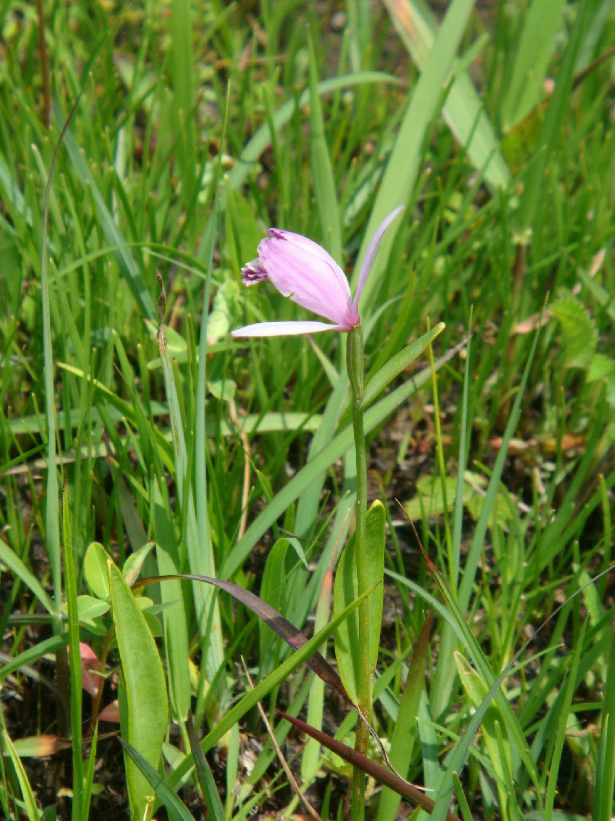  p>朱兰(学名: i>pogonia japonica /i>  rchb. f.