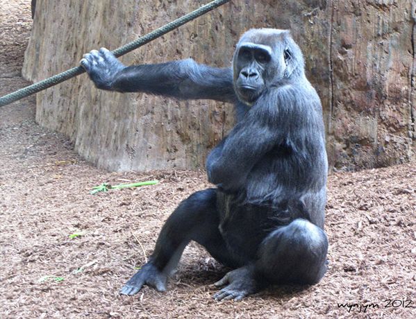  p>克罗斯河大猩猩(学名:gorilla gorilla ssp.