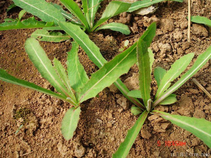 是菊科下的一个植物属,该属植物头状花序同型,舌状,含多数舌状小花