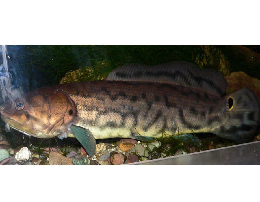  p>弓鳍鱼 amia calva 亦作grindle.