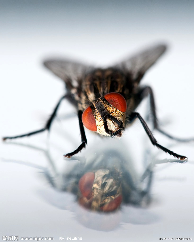  p>羊狂蝇(oestrus ovis)是 a href="#">节肢动物 /a>门(arthropoda)