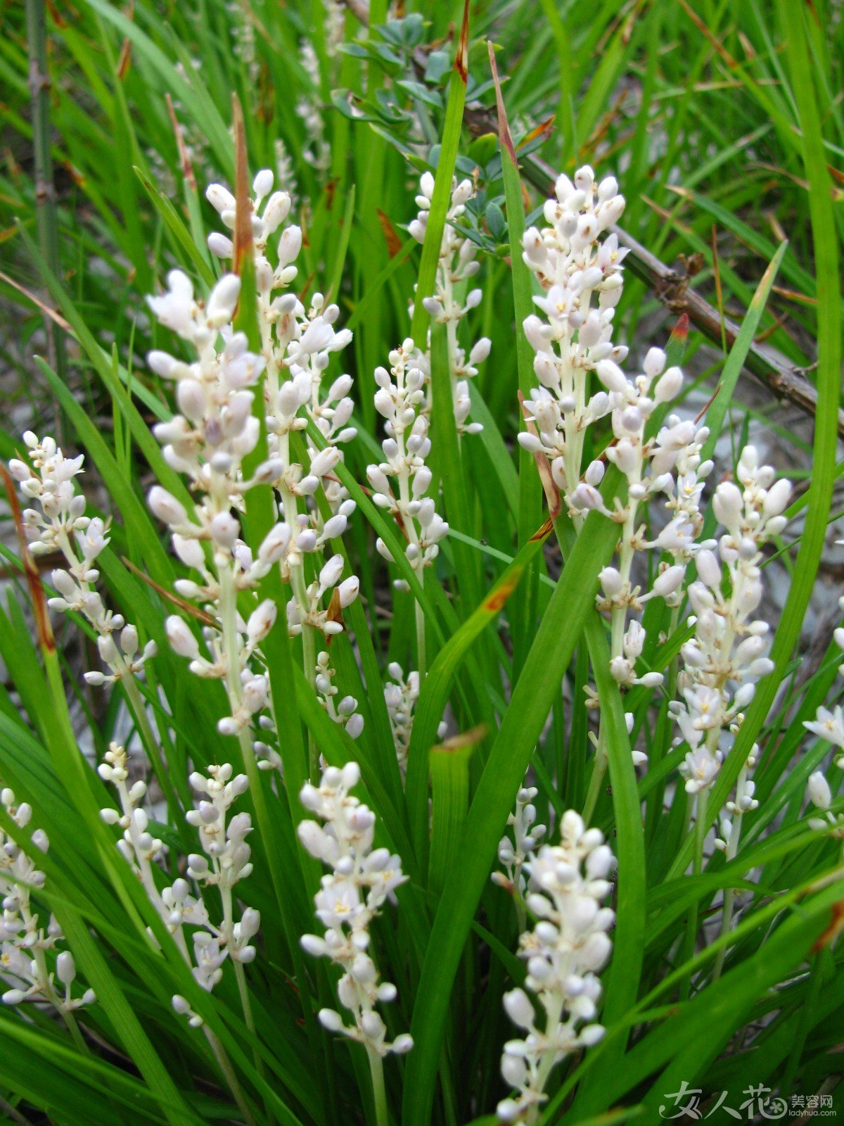  p>棒叶沿阶草,是 a target="_blank" href="/item/百合科沿阶草属