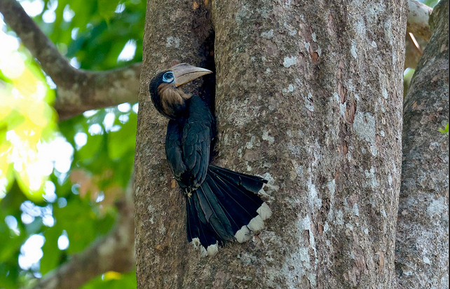  p>白喉犀鸟(学名: i>anorrhinus austeni /i>),是 a target="_blank"