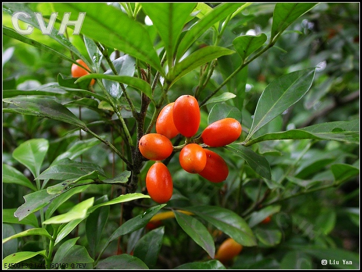  p>养米兰学名米仔兰( i>aglaia odorata lour.