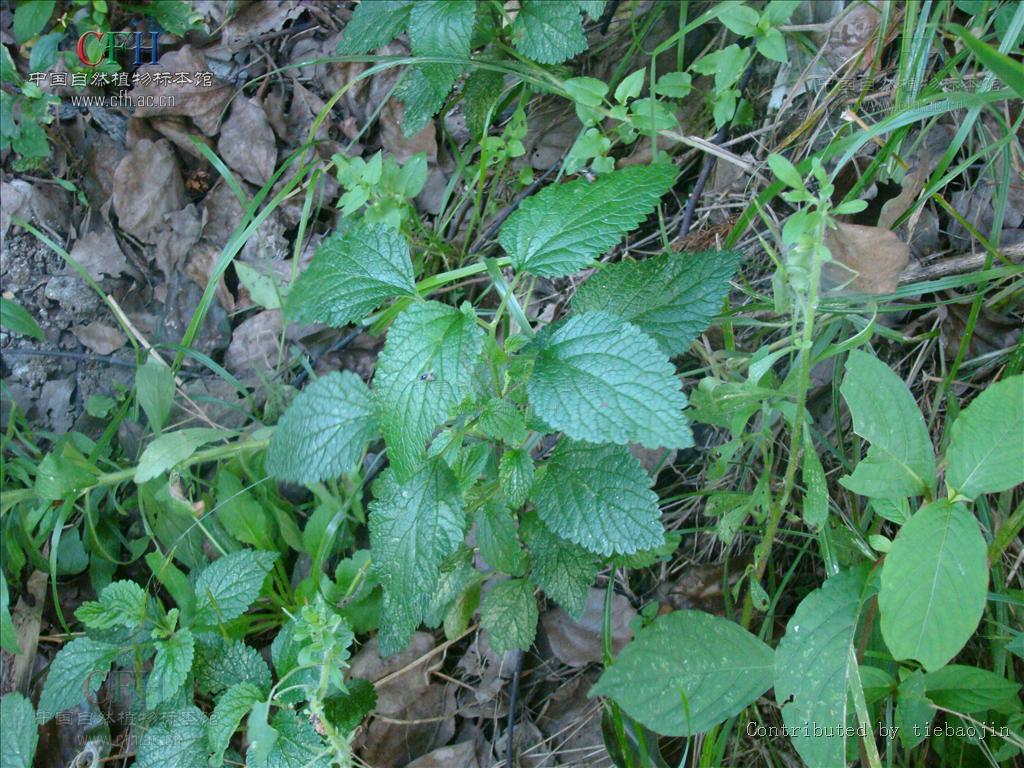  p>香科科属(teucrium),为 a href="#" data-lemmaid="2381957">唇形