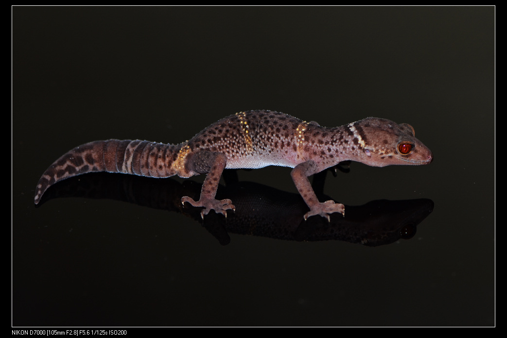  p>海南睑虎又叫海南守宫,眼皮守宫,是我国特有物种,分布于我国海南省