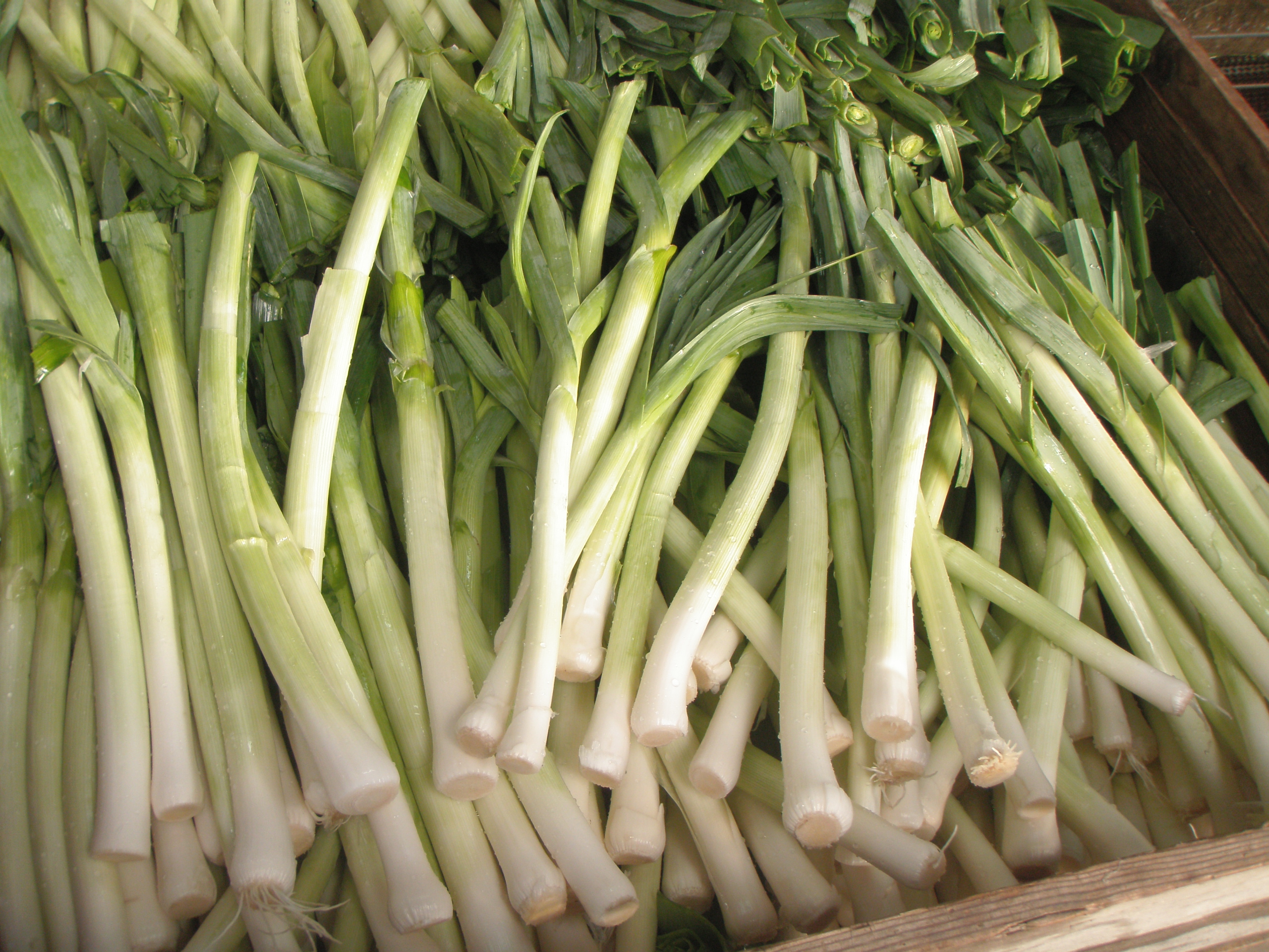 美国花旗洋蒜苗