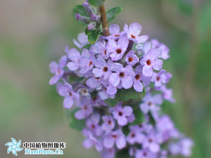  p>互叶醉鱼草(学名:buddleja alternifolia maxim),醉鱼草属.