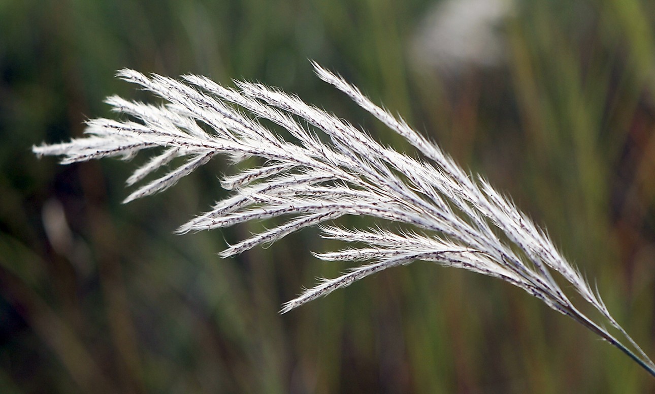  p> b> a href="#" data-lemmaid="10320818">芒草 /a> /b>(学名