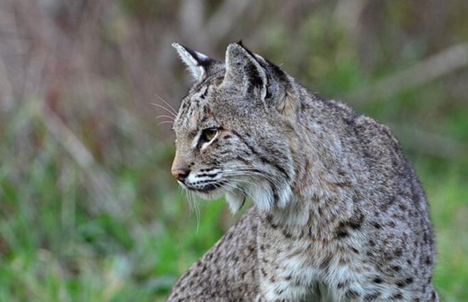  p>短尾猫 a href="#">加利福尼亚 /a>亚种(学名: i>lynx rufus