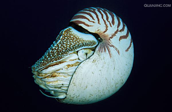 巴布亚新几内亚