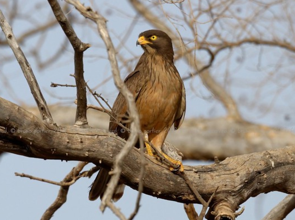  p>蝗鵟鹰(学名: i>butastur rufipennis /i>):是鹰形目,鹰科,鵟鹰属