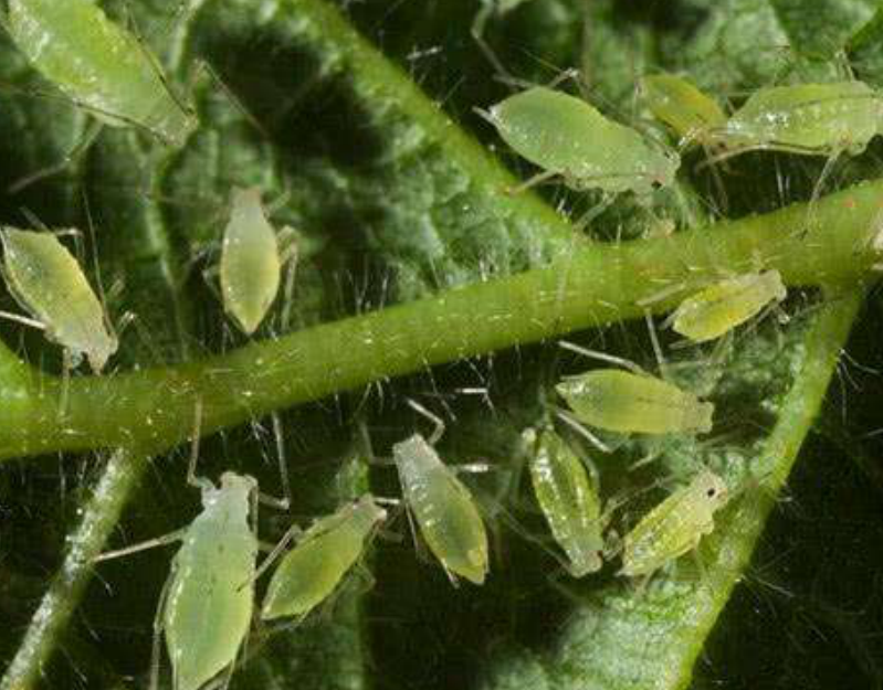 金步甲背后也有鲜为人知的人文故事