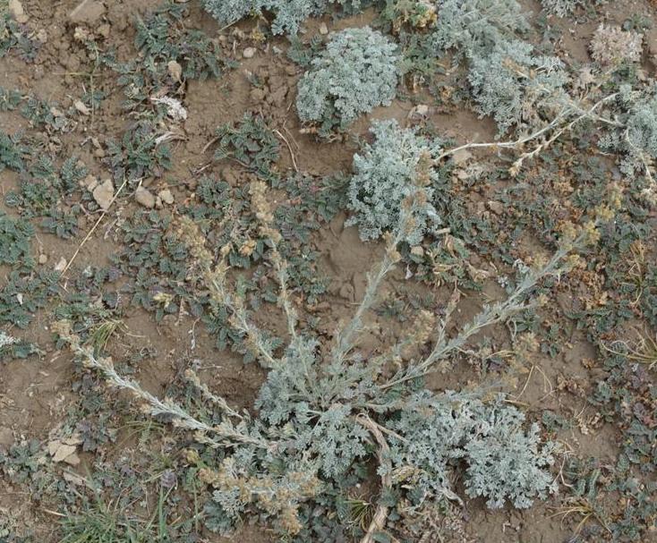poljak.)是菊科,绢蒿属植物.