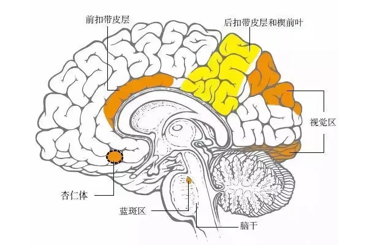  p data-id="gnfhae5dh1">acc是(anterior cingulate cortex,前扣带回